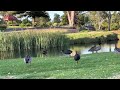 Black swamphens feed their baby in relays！