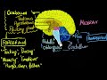 Brain: Parts & functions (Fore, mid & hind)  | Control & Coordination | Biology | Khan Academy