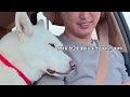 What happens when an ENFP female Jindo dog falls in love