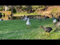 Black swamp hens feed their baby in relays!