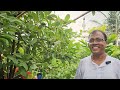 ২৭ বছরের পুরনো সেরা ছাদ বাগান শুধুমাত্র Green Friends এ / Special Vegetable & Fruit Garden /