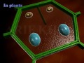 mitosis 3d animation | Phases of mitosis | cell cycle and cell division | mitosis and meiosis