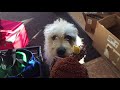 A Dog's Christmas Toy (iMovie trailer)