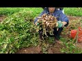 Harvest The Entire Peanut Garden | Hùng Thị Huy
