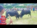 (JWAT VS KDET) IA DAW Rong Nartiang 2024/Tang ki ne hi ki masi ba slem ïa tur haduh 1hours/BullFight