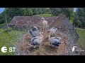 Mamma atnes stārķēniem 2 čūskas 🐍 Mom brings 2 snakes to the storklets / Baltie Stārķi LDF