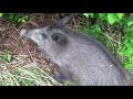 Baby boar piglets - little fighters