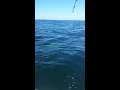 Big Bull Shark while bottom fishing