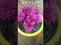 Beauty of Dahlia. #beautiful #beauty #flower #flowers #gardening