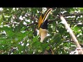 Call of Great Hornbill Male