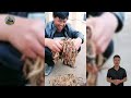 How the Chinese handle tons of Centipedes on farms - Discover the World's Largest Centipede Farm