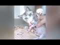 A fun day with adorable cat actions ❤️ Best Funny Video Compilation 😹🤣