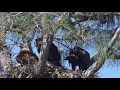 Golden Eagles with their fledgling.