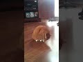 Cat Chasing its tail