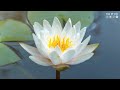 Gentle healing music for health and calming the nervous system 🌻 Deep relaxation music, relax piano