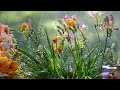ASMR Cozy Rain & Thunder Sounds On Spring Flower Garden | Sleep Fast, Relax, Study & Soothe | 122