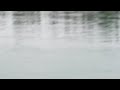 Brown bear on the Kenai River.