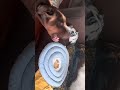 Doberman & staffy singing their apple song