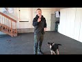 Transform Your Puppy's Behavior with Lesson Two!