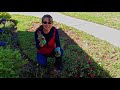 Pruning Drift Roses