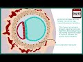Implantation of the blastocyst | Week 2 of embryonic development |  Developmental biology