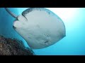 WITH THE STING RAY: 4K Journey for Calm, Learning, and Meditation