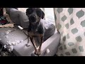 Dog destroys couch