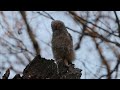 Great Horned Owl,   ready to fledge,   but not yet