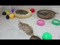 Funniest Cats And Dogs Videos 2024😽You Laugh You Lose 🐶