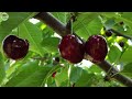 How to Grow, Harvest and Process Hundreds of Tons of Cherries Using Agricultural Technology.#18