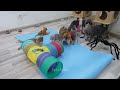 Funniest Animals 2024 😂 Best Funny Cats and Dogs Videos 😻🐶 Part 31