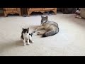 Coyote Plays With Cat - Insane