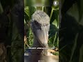 Shoebill Stork 🦤 The Dinosaur-looking Bird! | 1 Minute Animals