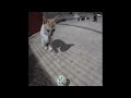 🐱😂 So Funny! Funniest Cats and Dogs 2024 🤣😻 Funniest Animals #16