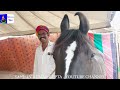 बिकाऊ घोड़े - पार्ट 30 Balotra Horse Market 2024 Tilwada Pashu Mela Horse Sale Price Video