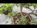 Avoid These 5 Mistakes When Growing Jade Plant // जेड में इन 5 गलतियों से बचे //All About Jade Plant