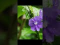 purple mini flower from our yard #flowers #purple #stressrelief #enjoy