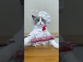 That Little Puff | Cats Make Food 😻 | TikTok Compilation 2024 #10