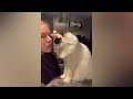 Best Funny Animals 2023 🤣 Funniest Cats and Dogs 😹🐶 Part 28