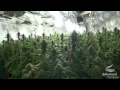 SHOCKING Marijuana plants!