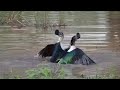 Knob billed ducks fighting