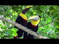 Toucan rhapsody