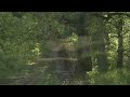 4K HDR Forest Road - 10h NO LOOP Birdsong - Birds Singing in Woods - REALTIME Relaxing Nature Sounds