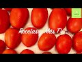 Como Conservar tus Tomates Por Mucho Tiempo sin Cortarlos, un Truco Facilisimo!!