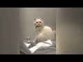 🙀 Funniest Cats 😍😻 Best Funny Cats Videos 😂