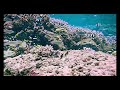 American Samoan Coral Reefs and Critters with Ukulele Background Music