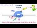 Eukaryotic Transcription