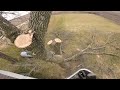 Dead Ash Removal with Dino Lift