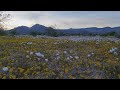 Dove Springs Desert Flowers Bloom after Sunset