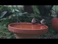 Nature Sounds - Birds Singing Without Music, 11 Hour Bird Sounds Relaxation, Soothing Nature Sounds